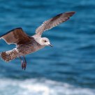 Clear to land